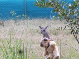 1438930503_orphaned-kangaroo-teddy-bear-2